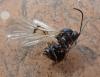 Neuroterus quercusbaccarum